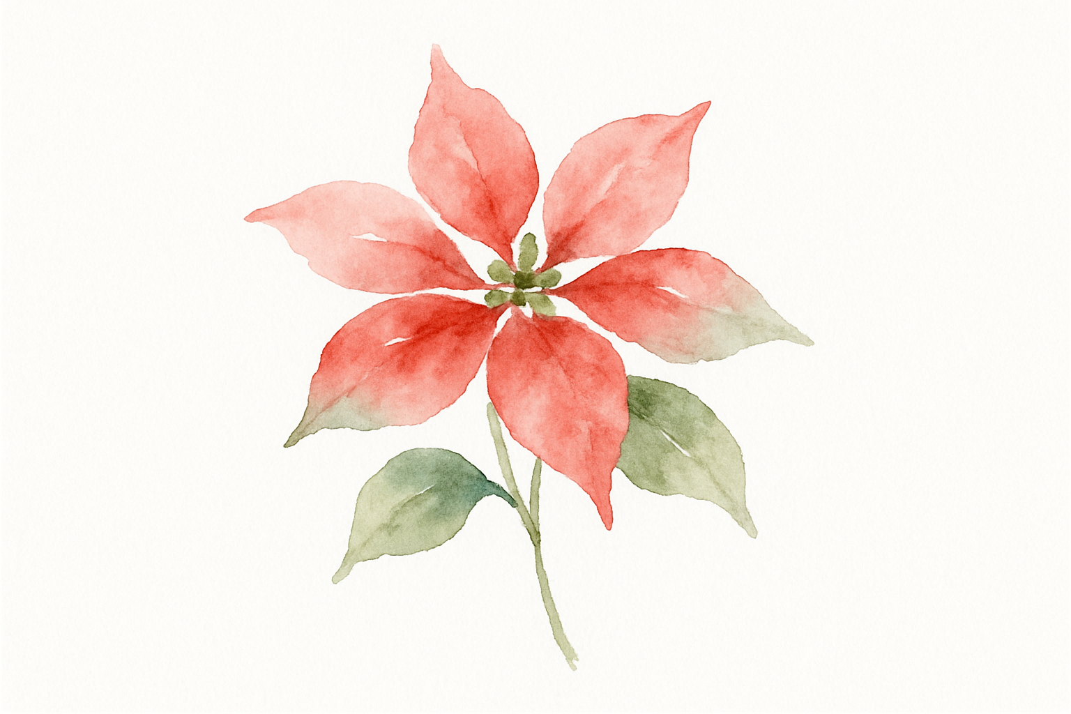 a small christmas flower in a white background, water print style
